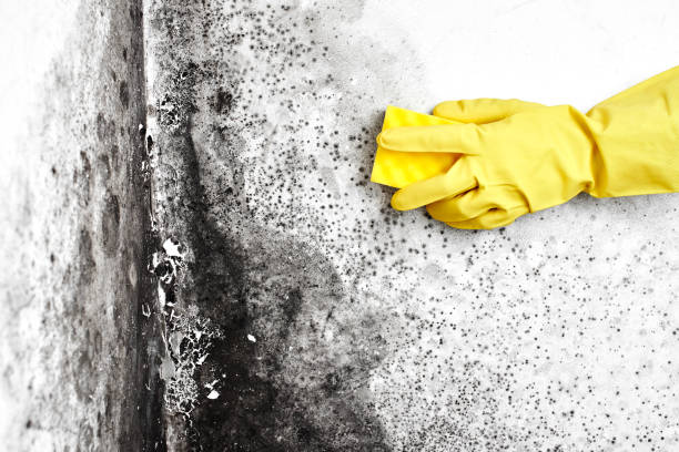 Best Crawl Space Mold Removal  in Belzoni, MS