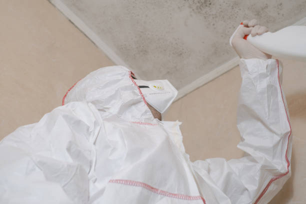Best Certified Mold Removal  in Belzoni, MS